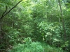 http://dogwoodrealtyllc.com/listings/images/listing_photos/449_GeneDixonHisThirstinessProperty022.jpg
