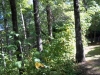 http://dogwoodrealtyllc.com/listings/images/listing_photos/451_ReeseStonegateWayLot579242016004.jpg