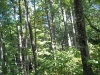http://dogwoodrealtyllc.com/listings/images/listing_photos/451_ReeseStonegateWayLot579242016006.jpg