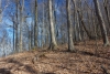 http://dogwoodrealtyllc.com/listings/images/listing_photos/504_392_graham_lot9a.jpg