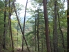 http://dogwoodrealtyllc.com/listings/images/listing_photos/505_BearDenRdHopkins023.jpg