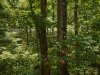 http://dogwoodrealtyllc.com/listings/images/listing_photos/540_DSC02484.JPG